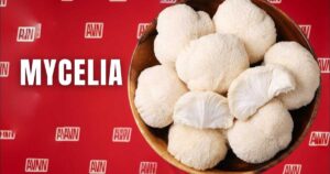 Mycelia And Fruiting Bodies Not Created Equal New Insights On Lion’s Mane Mushrooms